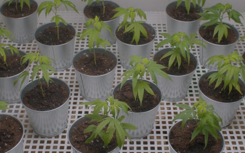 Cannabis Cultivation future